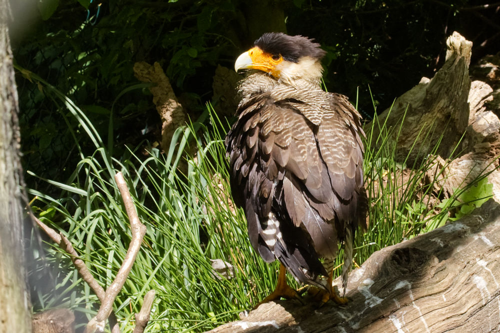 Kuifcaracara 