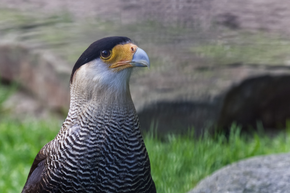 Kuifcaracara 