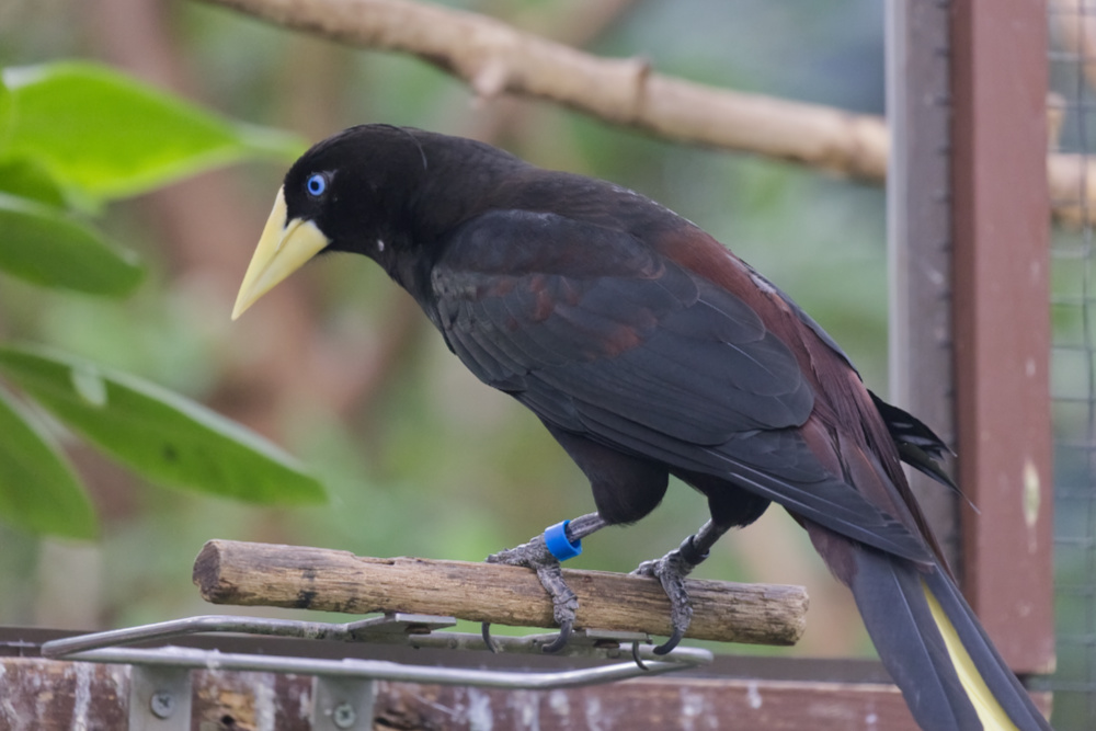 Kuiforopendola 