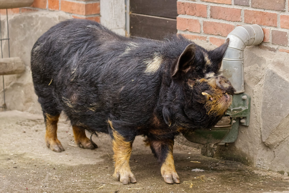 Kune kune varken 