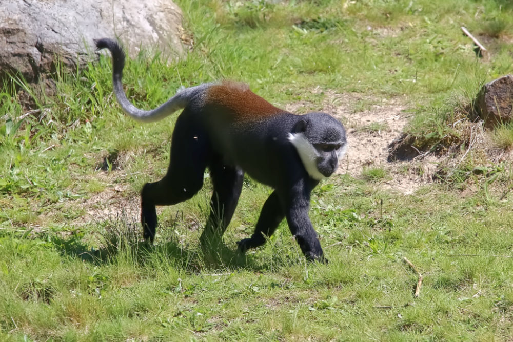 L'Hoest meerkat 