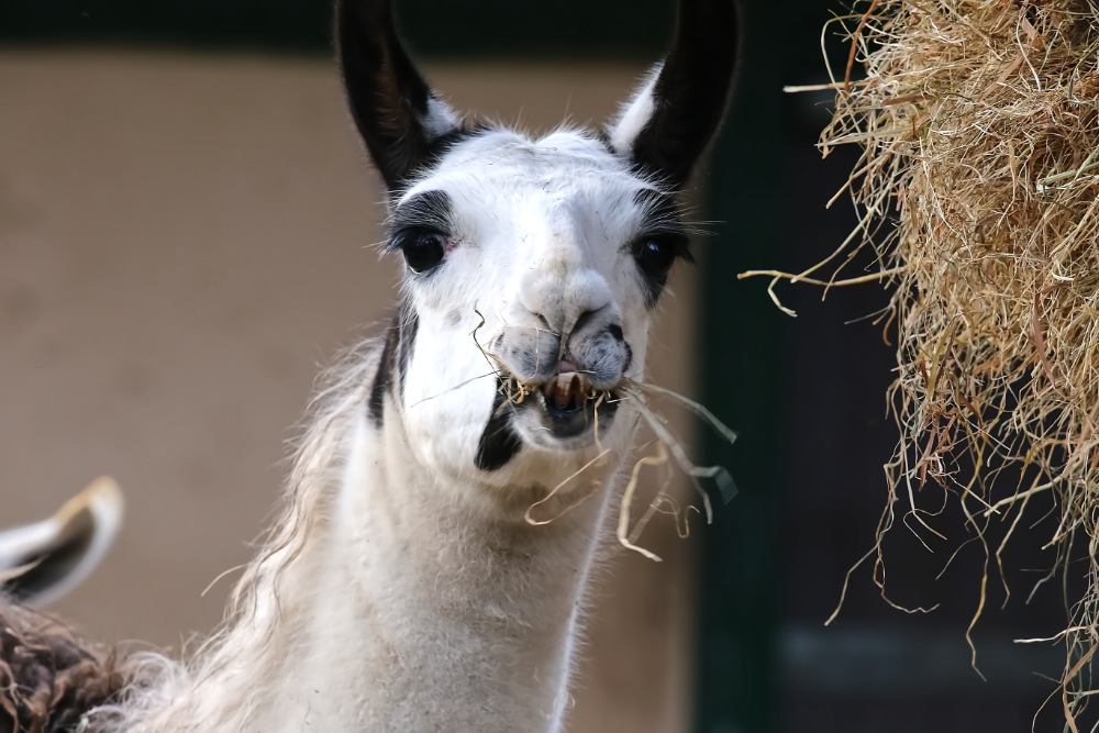 Lama 