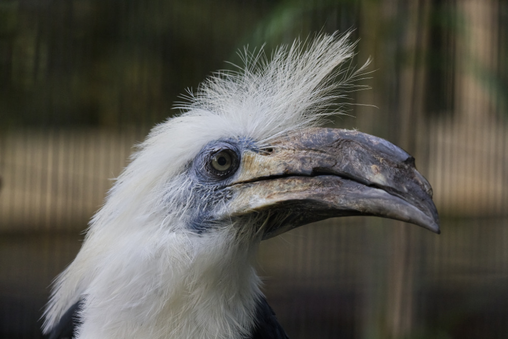 Langkuifneushoornvogel 