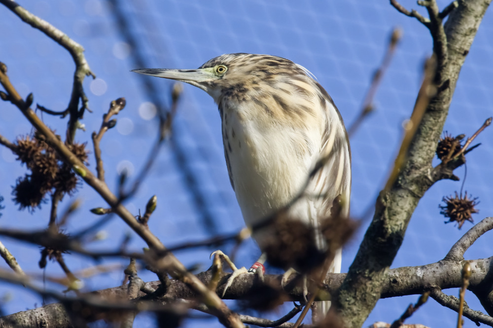 Madagaskarralreiger 