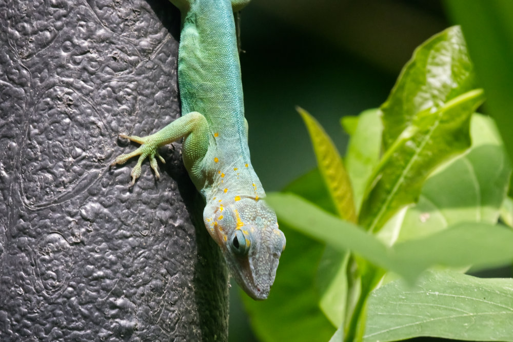 Marmeranolis 