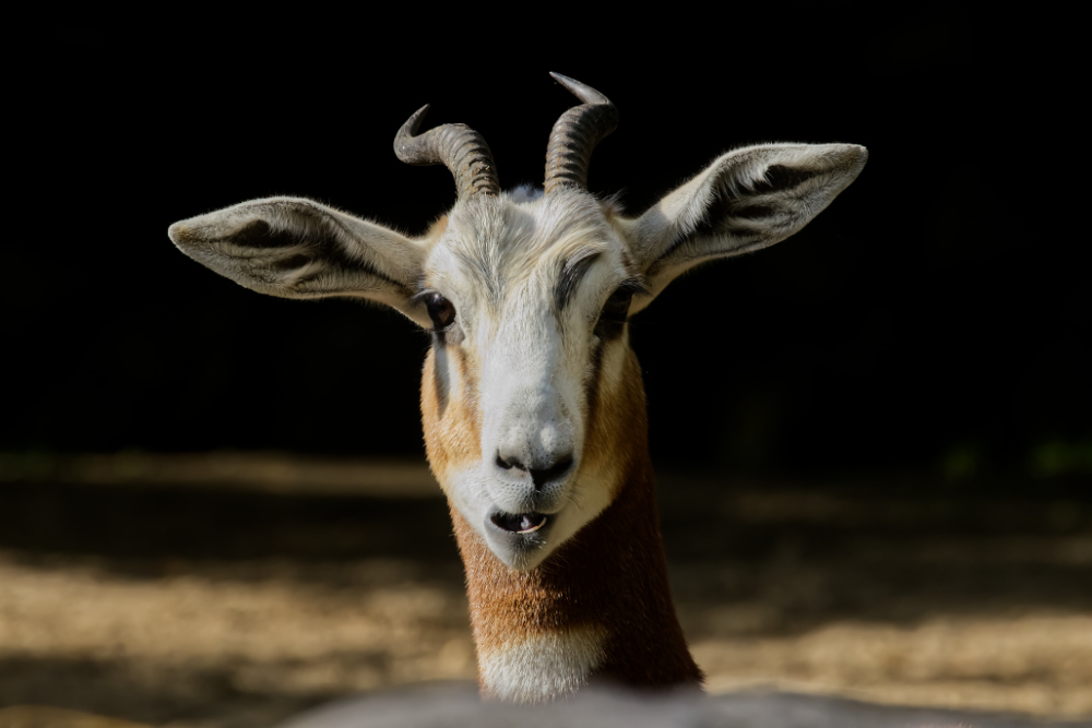 Mhorrgazelle 