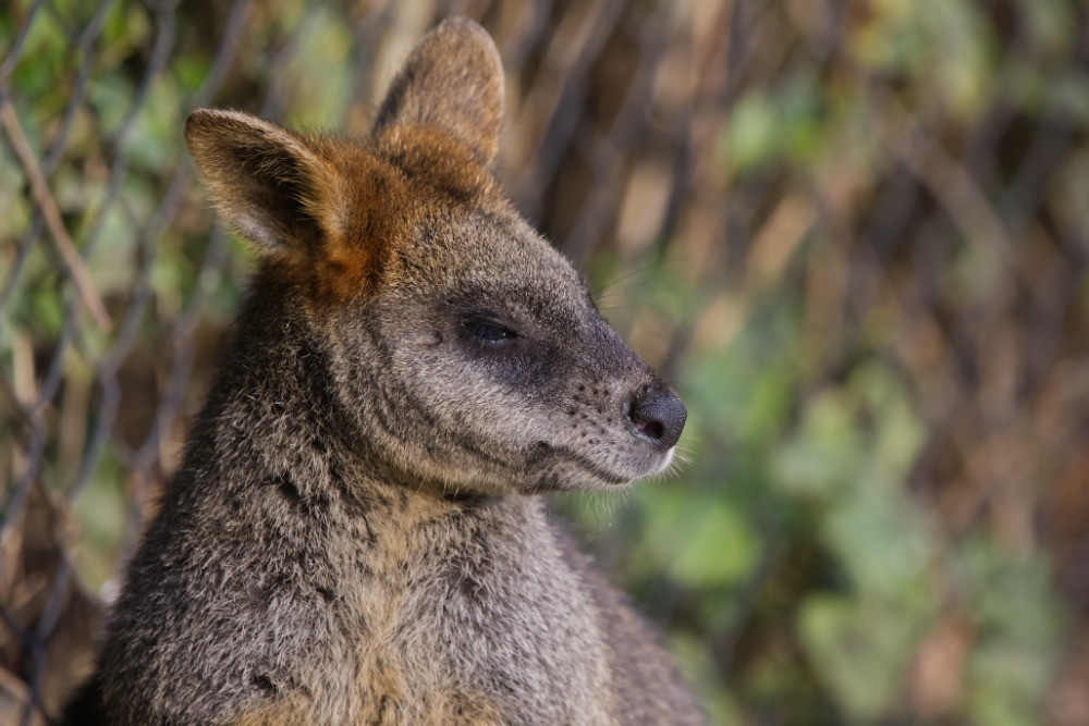 Moeraswallaby 