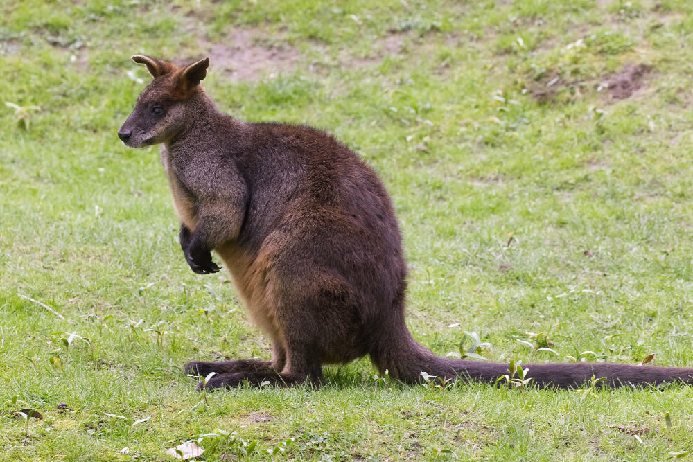 Moeraswallaby 