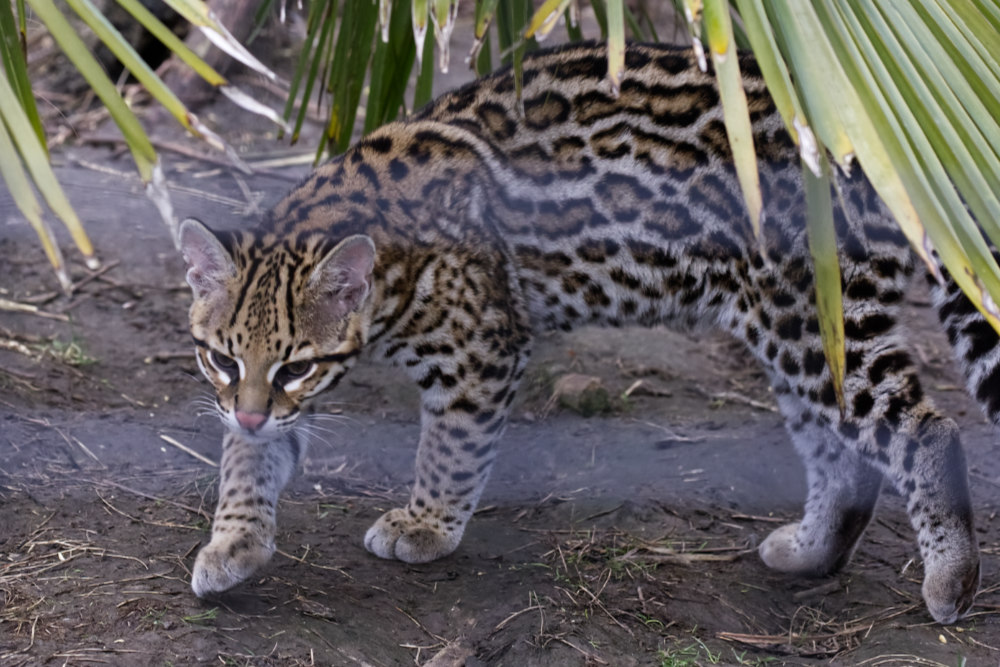 Ocelot 