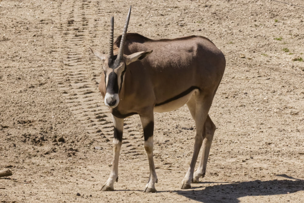 Spiesbok 