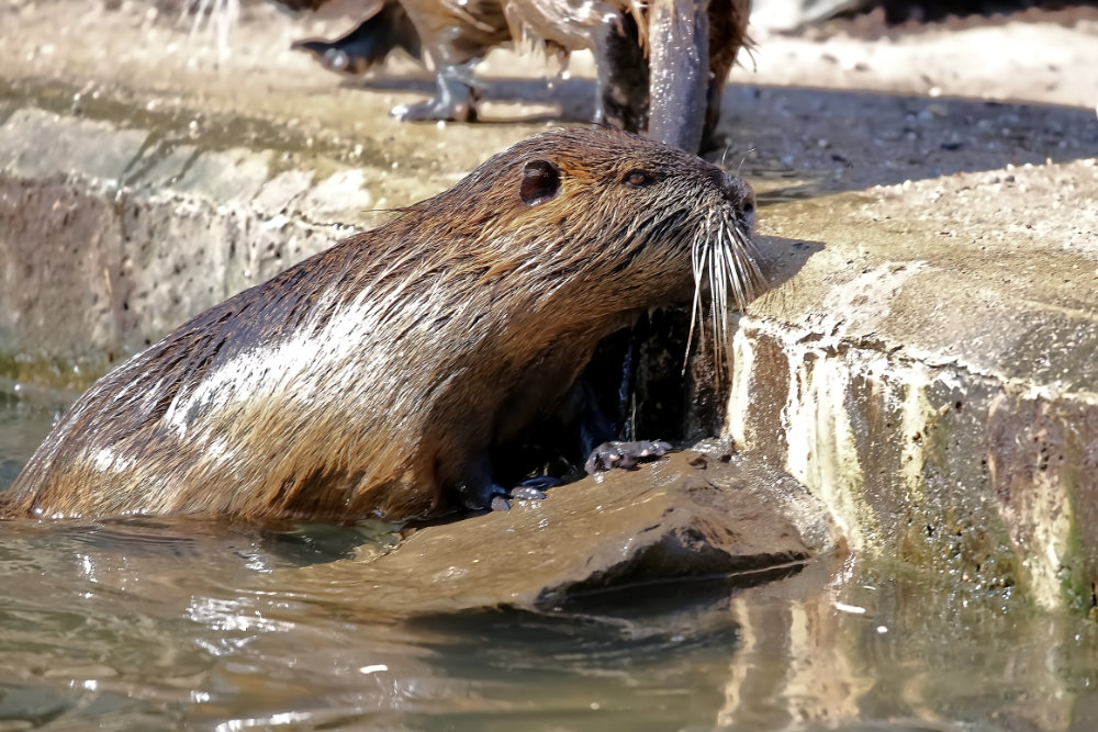 Otter 