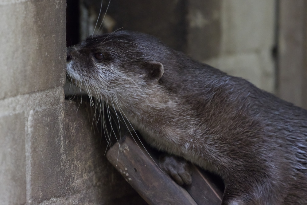 Otter 