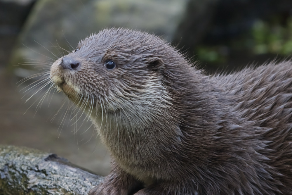 Otter 