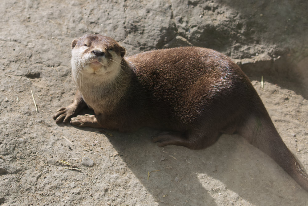 Otter 