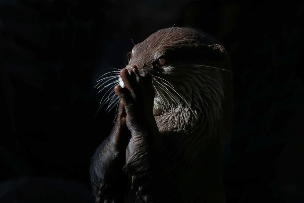 Otter 