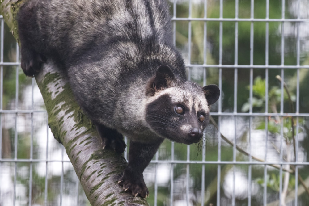 Palm Civet kat 