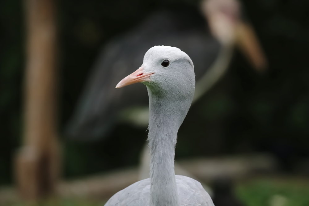 Paradijskraanvogel 