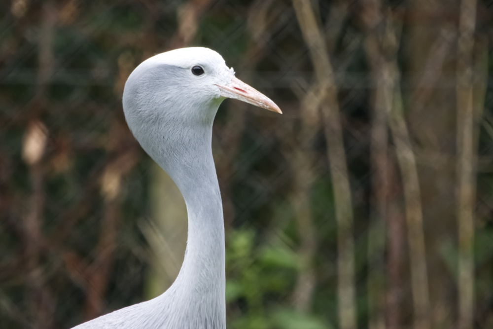 Paradijskraanvogel 