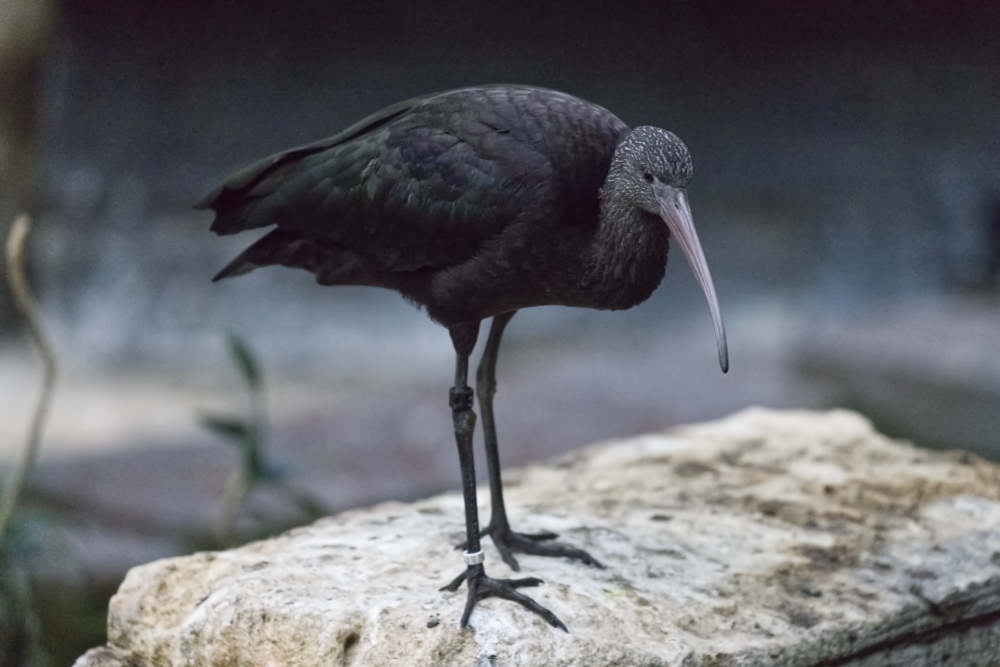 Puna-ibis 