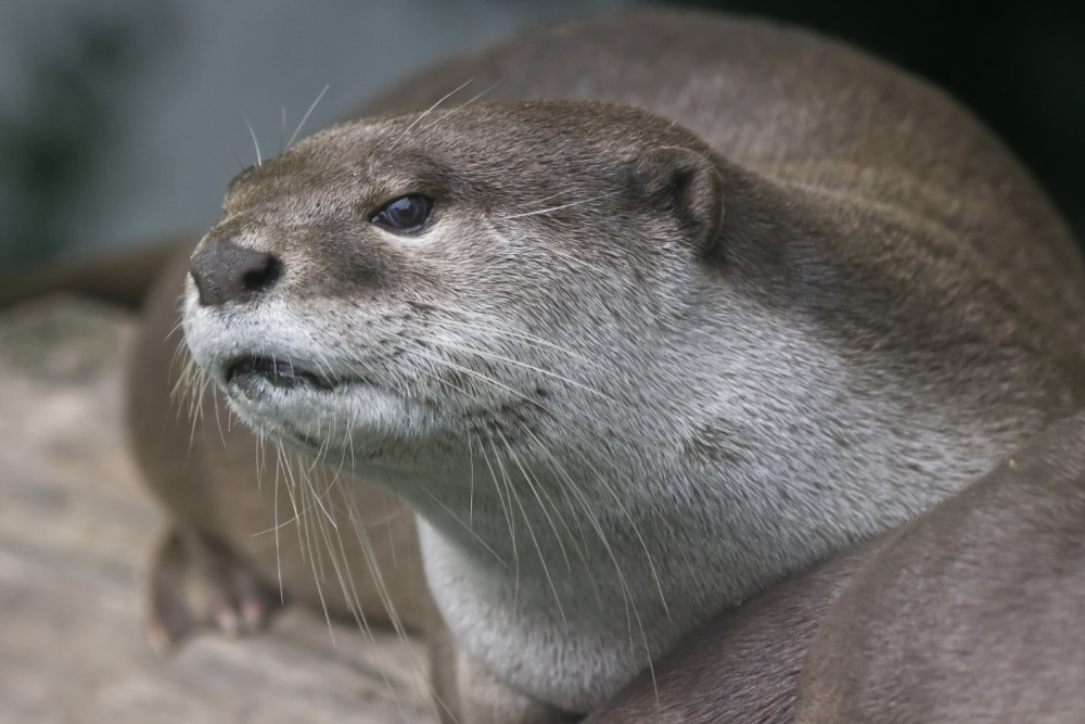 Reuzenotter 