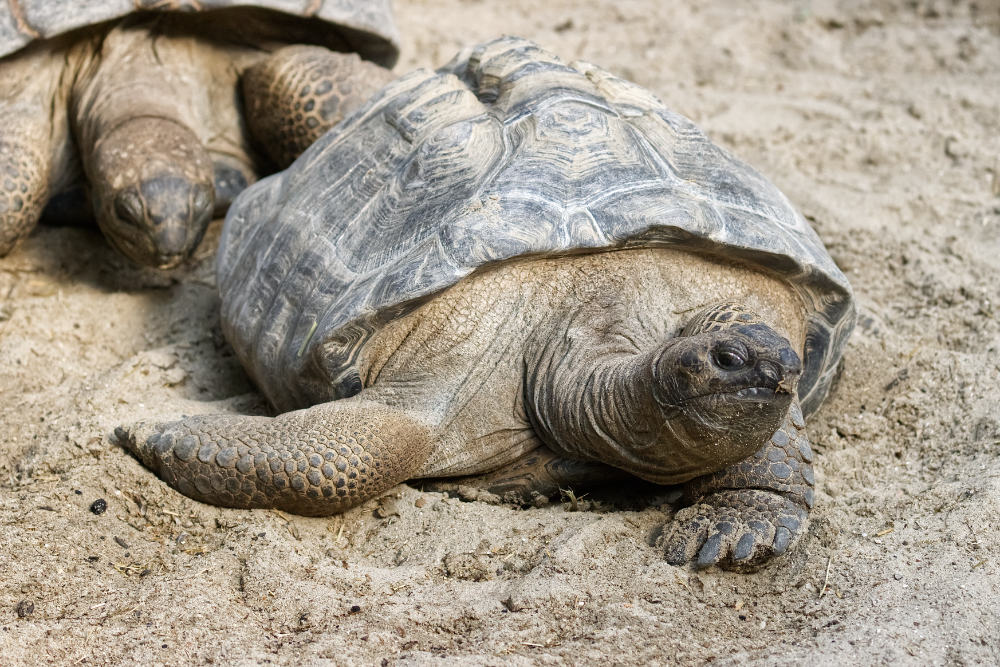 Reuzenschildpad 