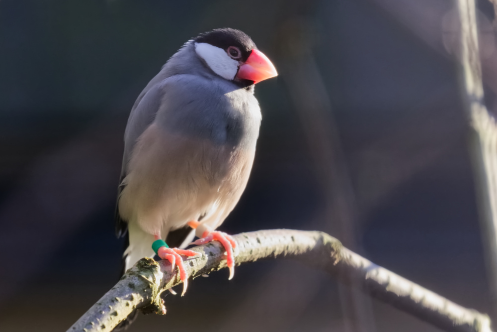 Rijstvogel 