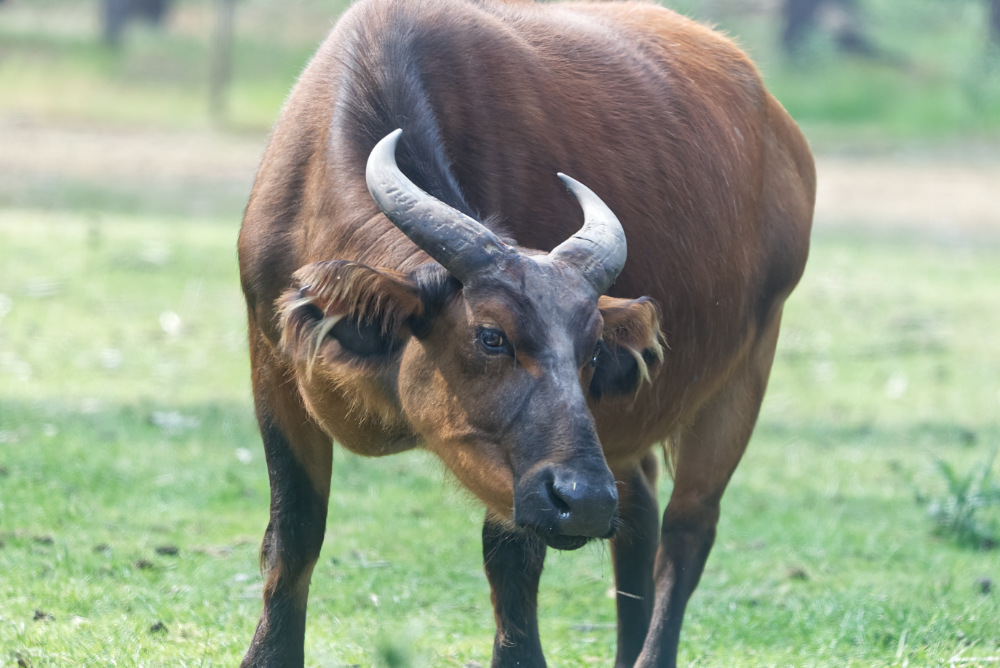Bosbuffel 