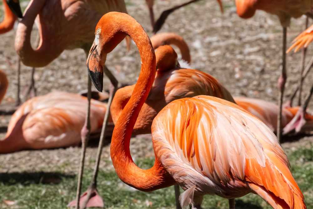 Rode flamingo 