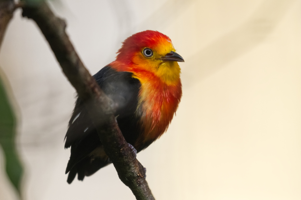 Roodkruinmanakin 