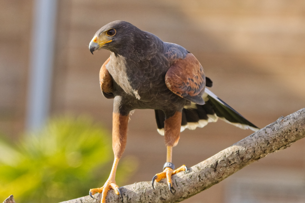 Roodstaartbuizerd 