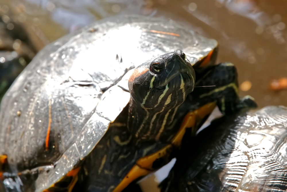 Roodwangschildpad 