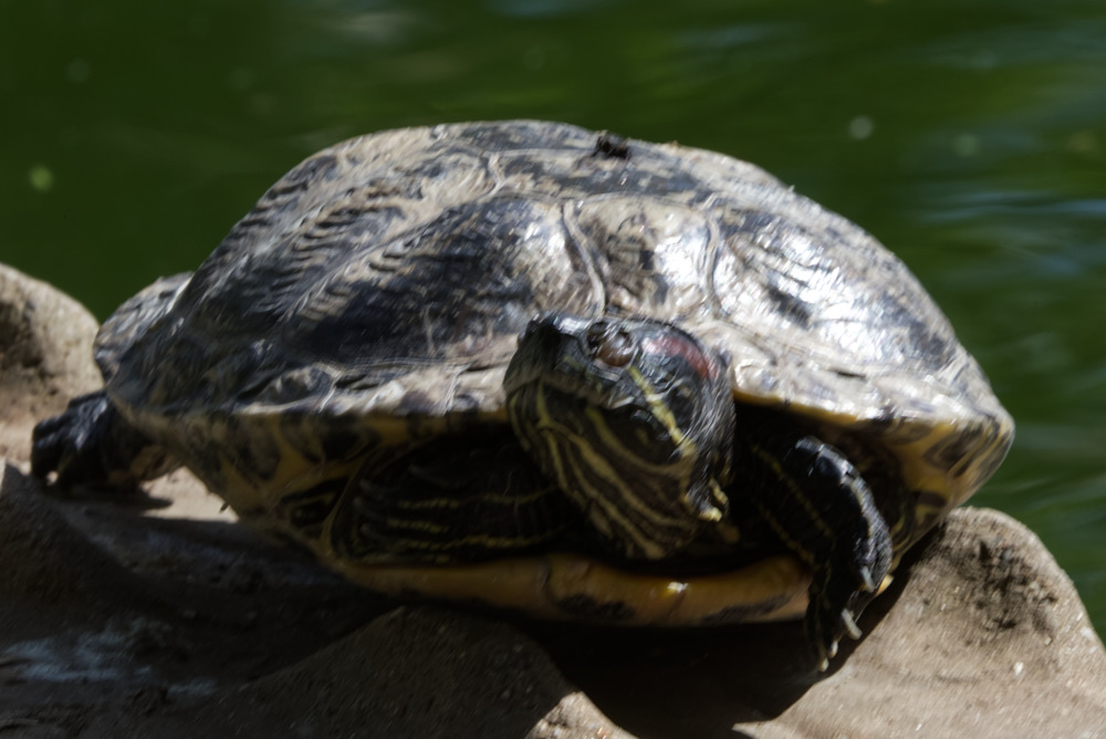 Roodwangschildpad 