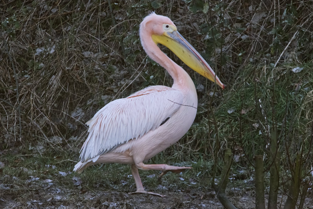 Roze pelikaan 