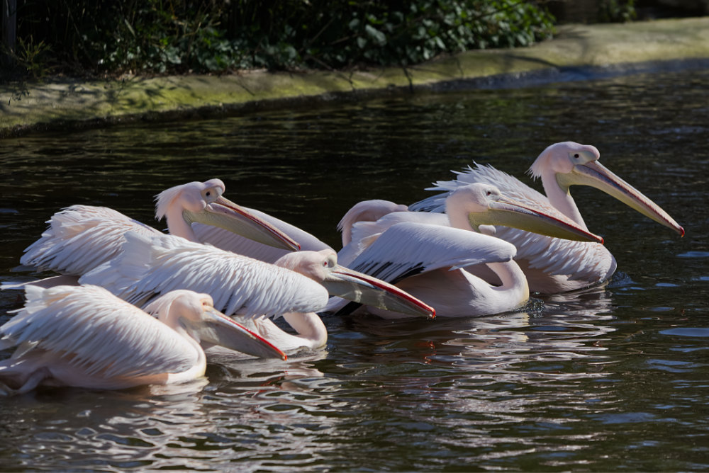 Roze pelikaan 