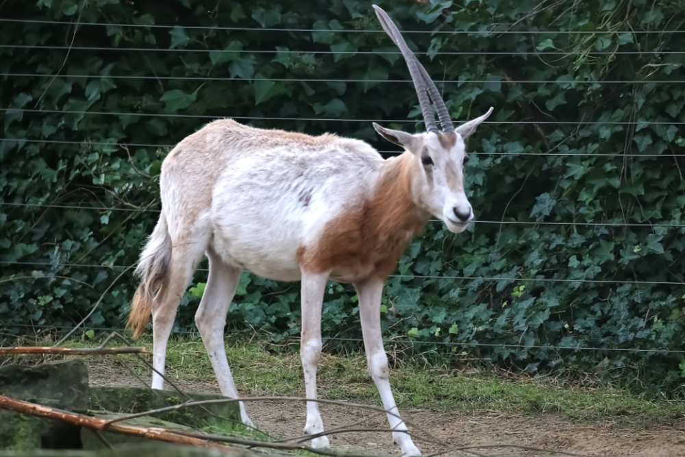 Sabelantilope 