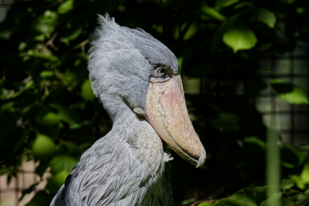 Schoenbekooievaar 