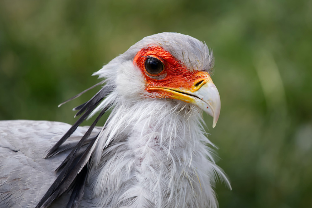 Secretarisvogel 