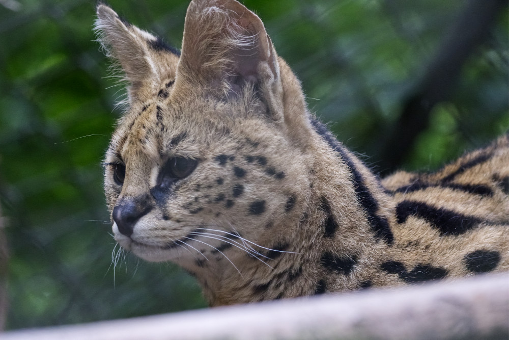 Serval 