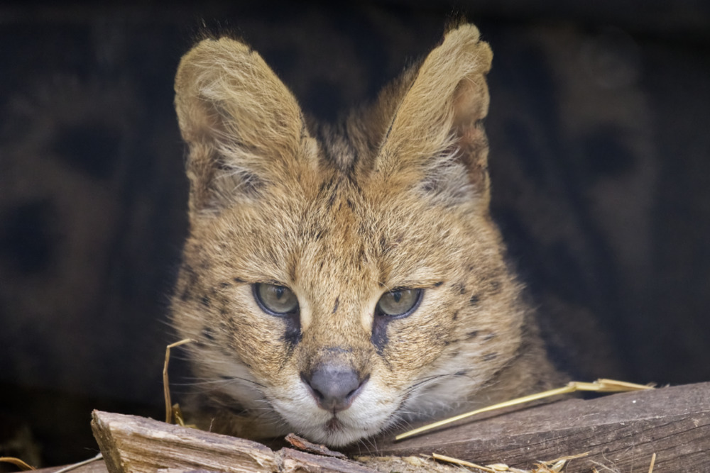 Serval 