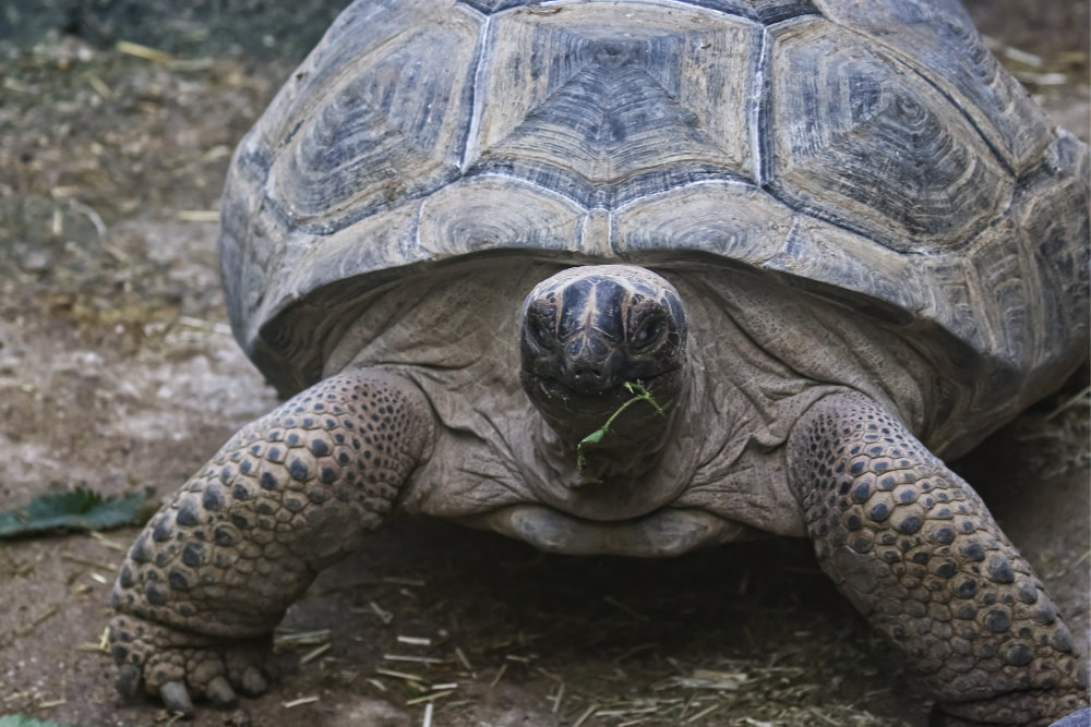 Reuzenschildpad 