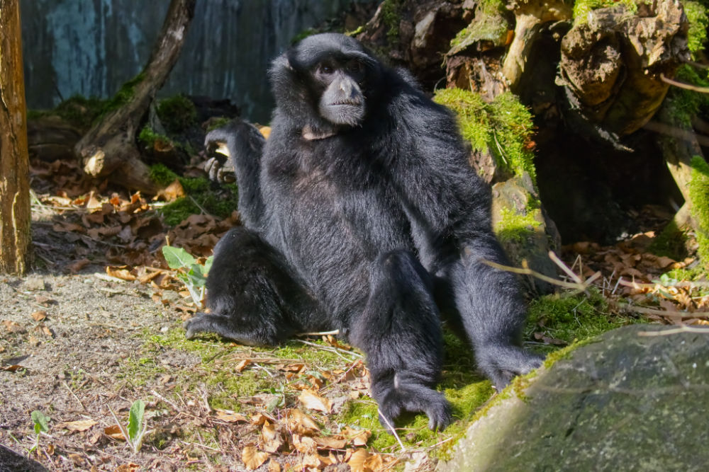 Siamang 