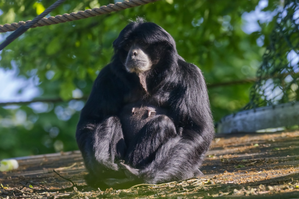 Siamang 