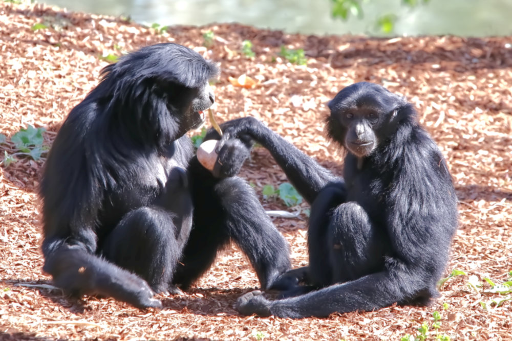 Siamang 