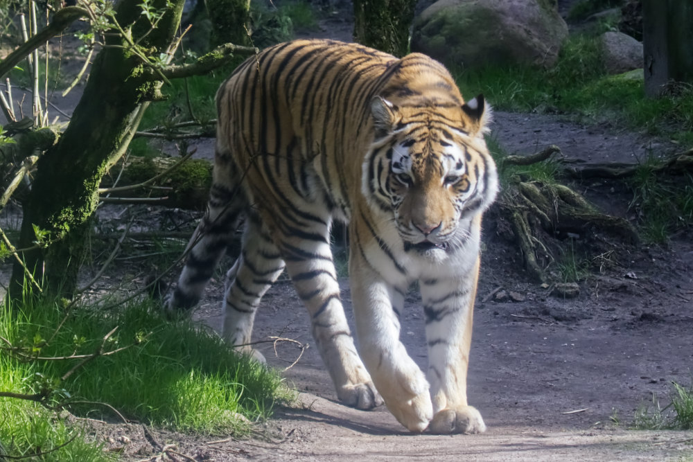 Siberische tijger 