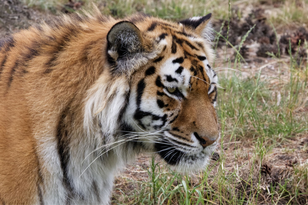 Siberische tijger 