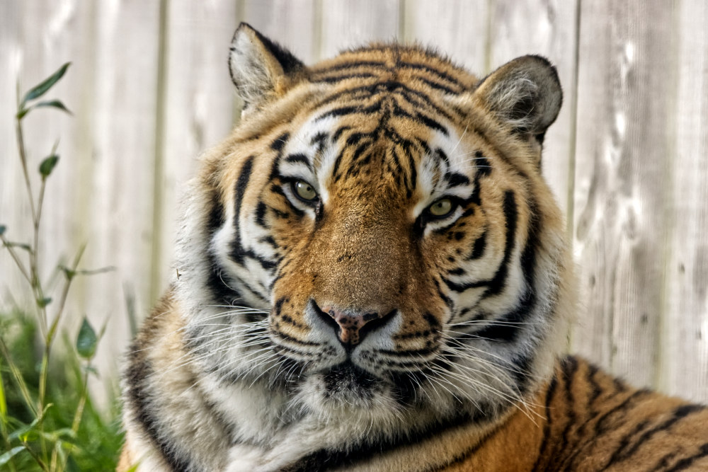 Siberische tijger 