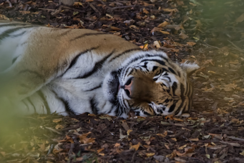 Siberische tijger 