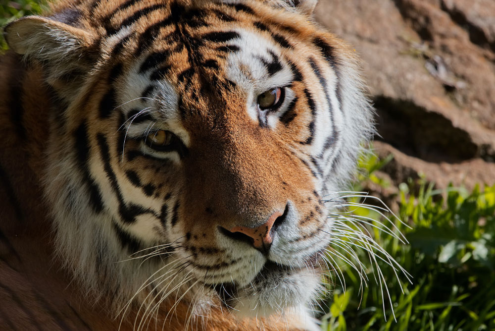 Siberische tijger 