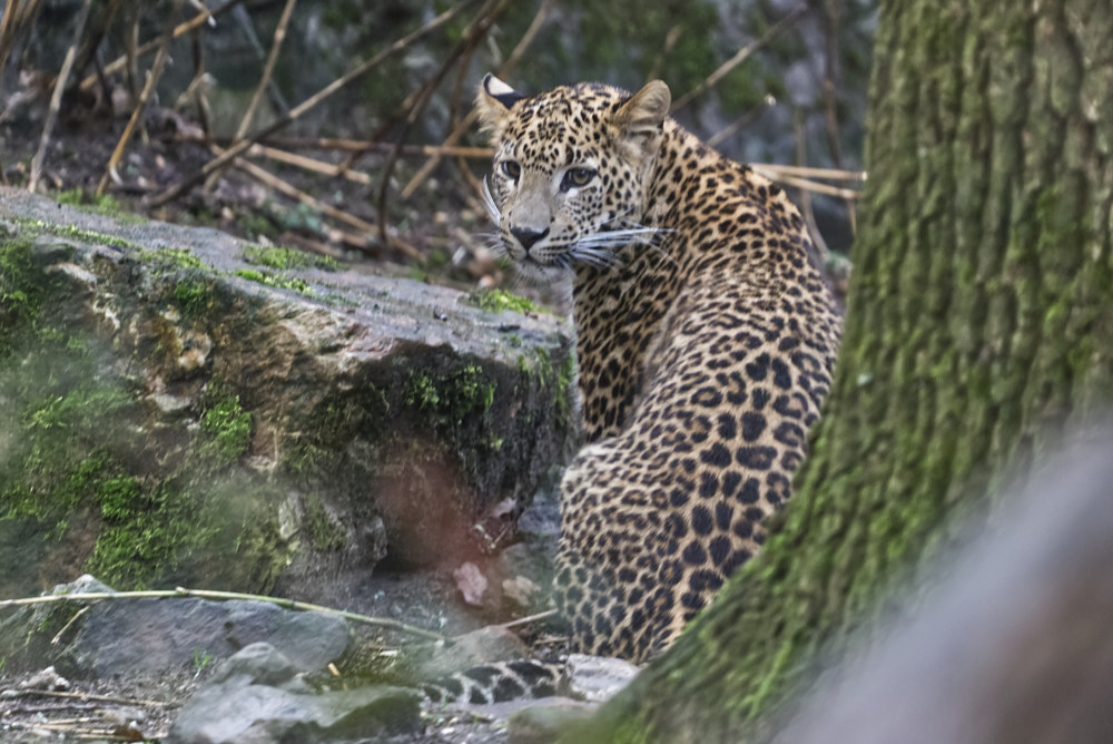 Sri Lanka Panter 