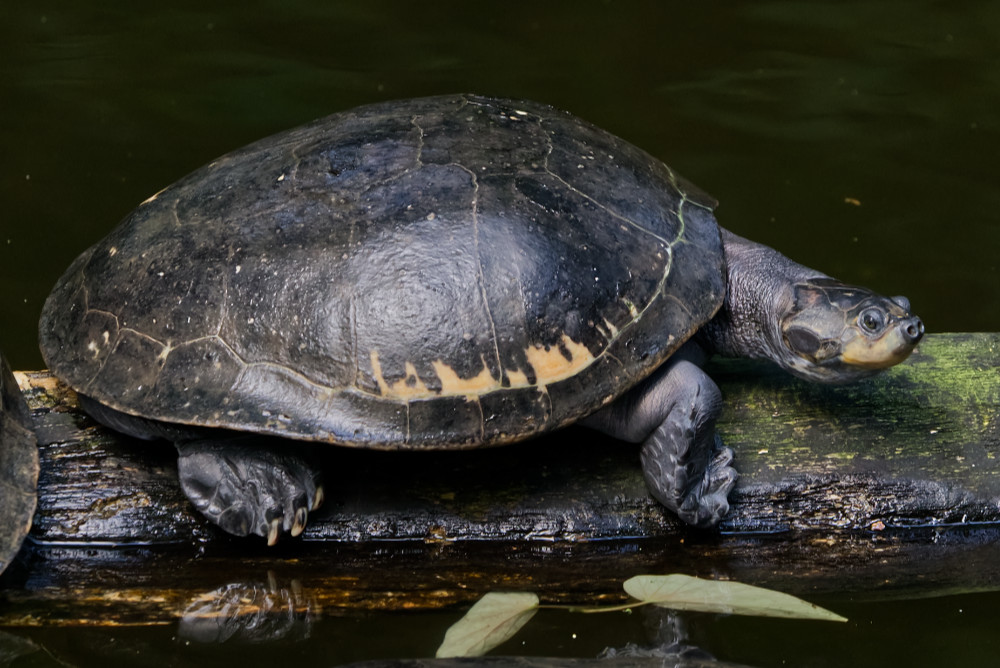 Terekayschildpad 